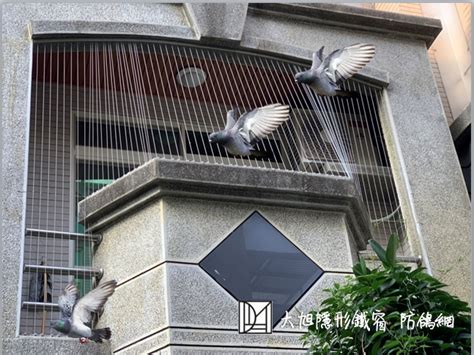 鳥停在陽台風水|鳥死在陽台風水：你可能不知道的陽台設計風水禁忌【鳥死在陽台。